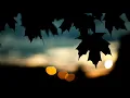 Boris Brejcha - Anthurie [HQ]