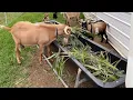 Bamboo tasty The Goats get a sample
