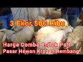 Download Lagu 3 Ekor 500 Ribu Harga Domba 4njlok Poll ‼️ Pasar Hewan Kragan Rembang Jawa Tengah 