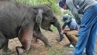 𝙏𝙝𝙚 𝙩𝙧𝙚𝙖𝙩𝙢𝙚𝙣𝙩 𝙜𝙞𝙫𝙚𝙣 𝙩𝙤 𝙩𝙝𝙚 𝙗𝙖𝙗𝙮 𝙚𝙡𝙚𝙥𝙝𝙖𝙣𝙩 😢😢 #bbcearth #animalplanet #elephant #veterinary #animals