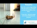 Does Boric Acid Kill Cockroaches Our Boric Acid Mixture for Roaches