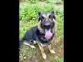 Adopt Roscoe bfdaaa com July 25 2026