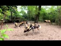 Download Lagu Struisvogeleieren voor de Afrikaanse wilde honden in ARTIS - mei 2015