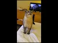 Download Lagu Sneezed Cat - Kucing Bersin Hacu Hacu
