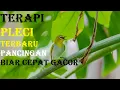 Download Lagu Terapi pleci terbaru