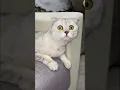 Download Lagu cat and the red dot 🔴 #shorts #cat #cats