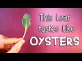 Download Lagu Oesterblad: Probeer een blad dat naar oesters smaakt! - Verbazingwekkende planten