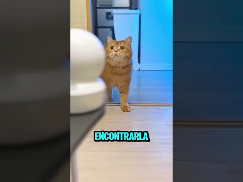 El gato hizo de todo para verlo feliz 🐱❤️ #youtubeshorts