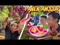 Download Lagu GREBEK KEBUN ANGGUR DI DESA RAWANG YANG LAGI VIRAL