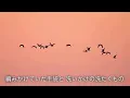 サボテンの花（歌詞付き）財津和夫