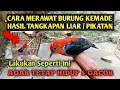 Download Lagu Cara Merawat Burung Kemade Hasil Tangkapan, Perawatan Burung Kemade Jantan, Baret Merah, Cabe Cabean