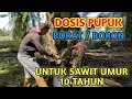 Lagu Dosis Pupuk Boron/Borat untuk Kelapa sawit umur 10 Tahun