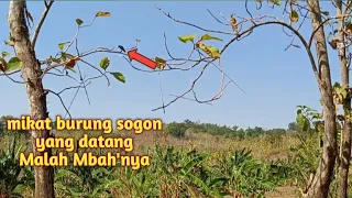 mikat burung sogon dihutan jati malah yang datang mbahe 