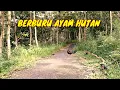 Download Lagu Berburu ayam hutan hijau jarak cuma 2 meter