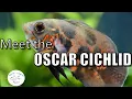 Meet the Oscar Cichlid Species Profile