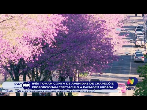 Ipês tomam conta de avenidas de Chapecó e proporcionam espetáculo