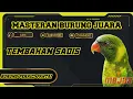 Lagu 🔰 MASTERAN BURUNG PERKICI PANTAI 🔰