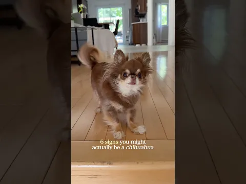 ⚠️ 6 Signs You’re Actually a Chihuahua