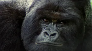 the hidden lives of gorillas mating strategies u0026 survival instincts