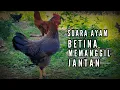 Download Lagu Suara ayam betina memanggil jantan | Suara ayam betina minta kawin | Suara ayam betina pikat