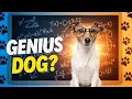 Why Jack Russell Terriers Are Secretly Genius Dogs