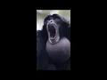 Loudest Monkey Burp Ever Original Meme Template