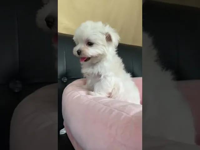 動画