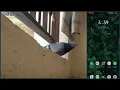 Bird detector