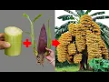 Download Lagu TECHNIQUE; growing bananas from banana stems grows extremely fast thanks to aloe vera