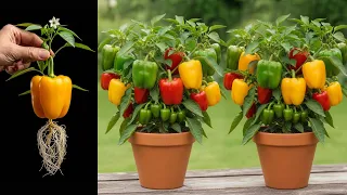 Grow Pepper Trees 2x FASTER! _ Simple Propagation Methods That Actually Work