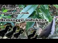 Pancingan suara anak burung ruak_ruak manggil induknya ll perangkap induk kurwok @kusnufamily82