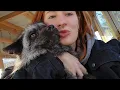 A day in the life of SAVEAFOX Rescue