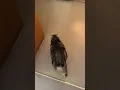 Download Lagu Feeding time #catoftheday #cat #kitten #catlovers #cutecat @mira.tee