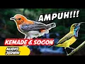 Download Lagu suara pikat burung kecil  - suara burung kemade dan sogon