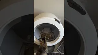 Litter Robot Over Torque Fault and Globe Position Fault