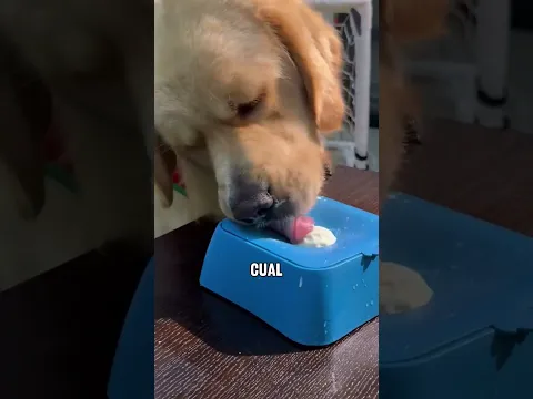 Así cansó a su perro para no tener que sacarlo a pasear 🐶