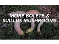 More Bolete And Suillus Mushrooms with Adam Haritan