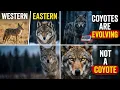 The Coyotes in the Northeast Are Turning Into Something Bigger And Nobody Knows Why