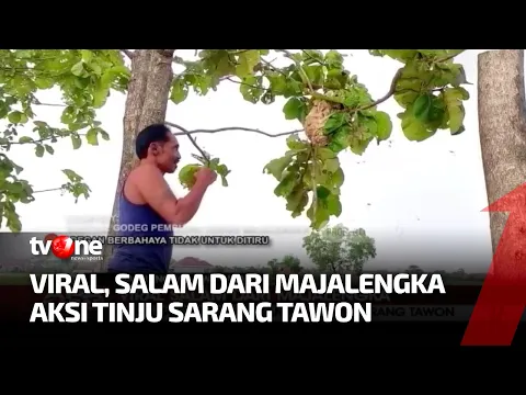 Lebih Ekstrem dari Binjai, Salam dari Majalengka Tinju Sarang Tawon