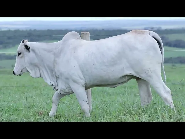 Novilha Nelore LCCF - 1855