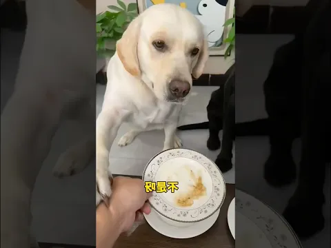 তোরা সবাই রেডি তো 😂⁉️#shorts #fypシ゚viral #fyp #dog
