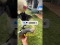 Download Lagu Ayam kaki getarr