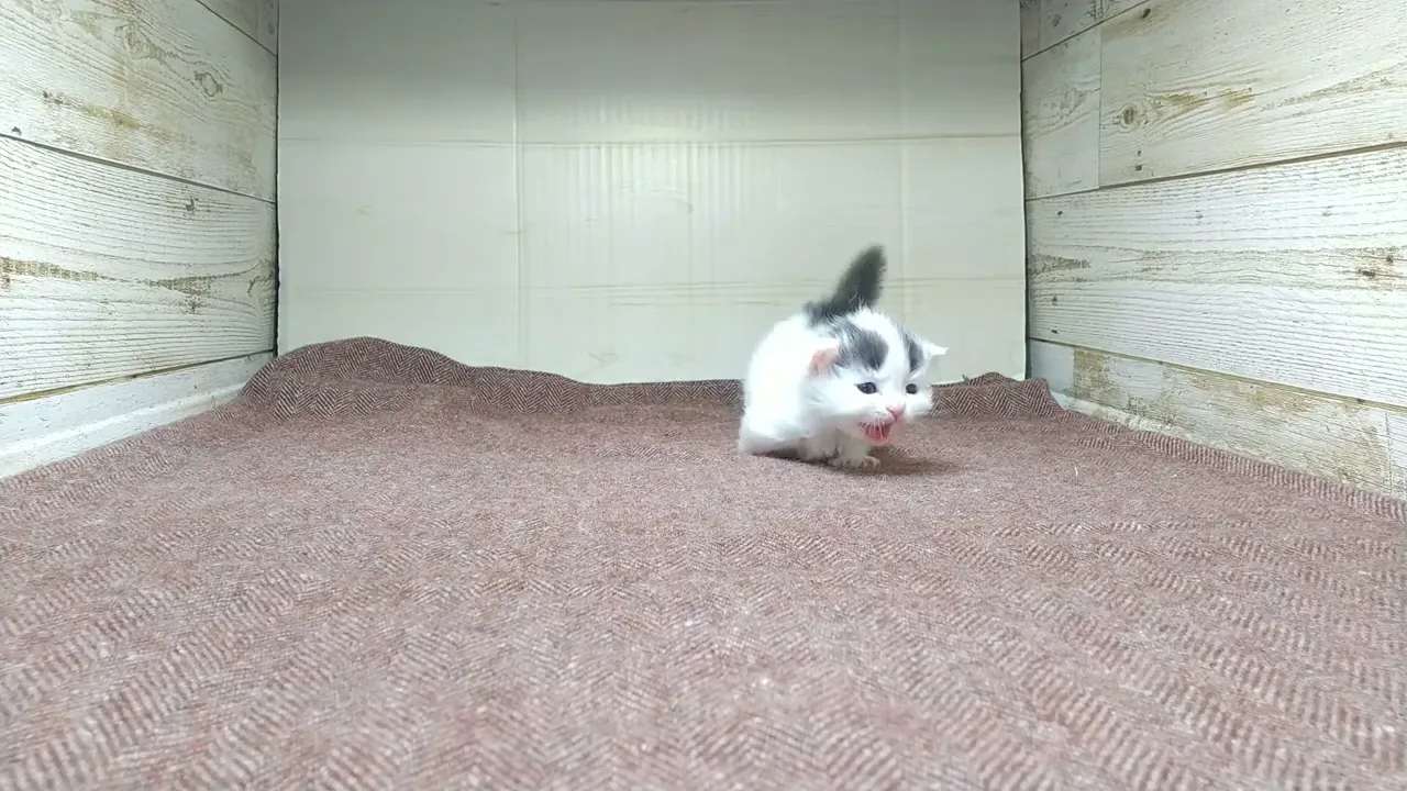 動画