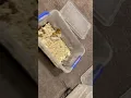 importance of lighting when growing mushrooms