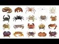 Different Types Of Crab Species Of Crab PART 1