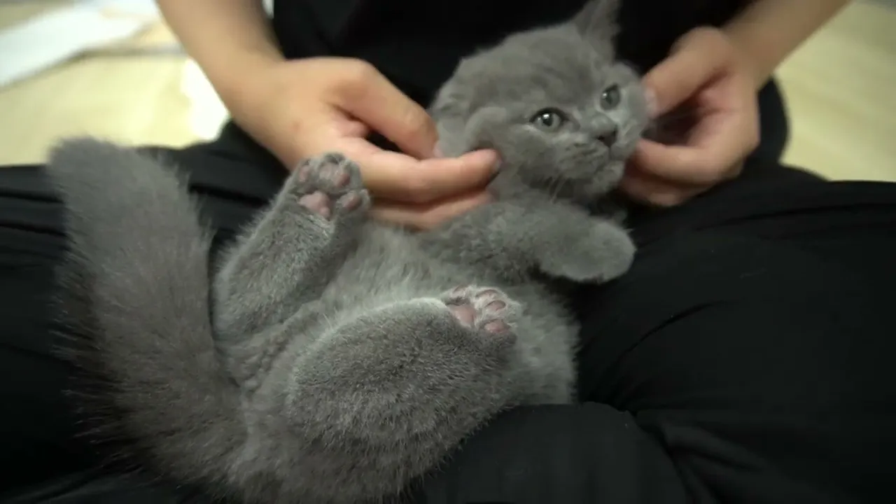 動画