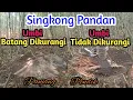 Download Lagu Manfaat Pengurangan Batang Singkong dengan Jaram Tanam Rapat