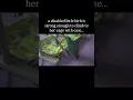 Download Lagu Baby girl is a fighter 🥹 #birds #lovebirds #lovebird #bird #cuteanimals #cutebirds