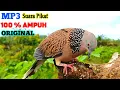 Download Lagu Suara Pikat Burung Tekukur Gacor Ampuh Buat Pancingan Dan Pikat