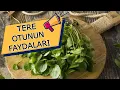 Download Lagu TERE OTUNUN FAYDALARI